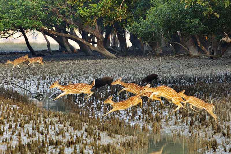 Sundarban & Heritage | Saintsand Monks