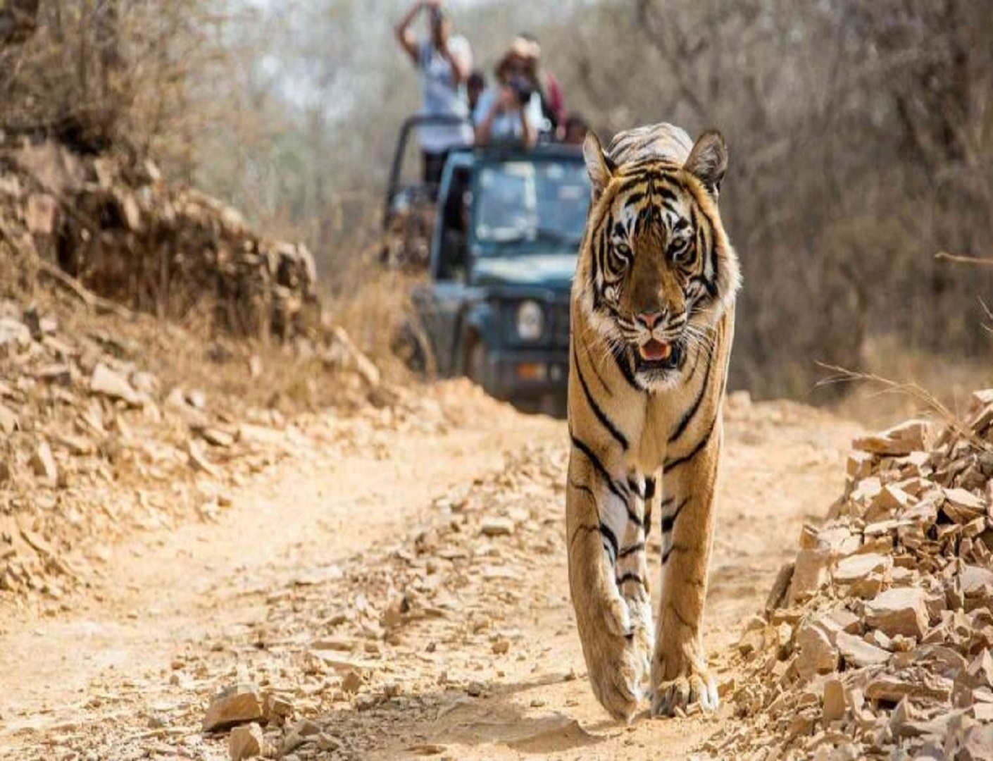 India: A Wildlife Safari Paradise