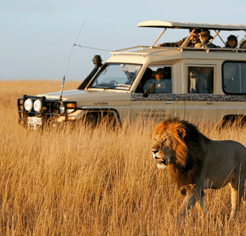 Safari Holidays