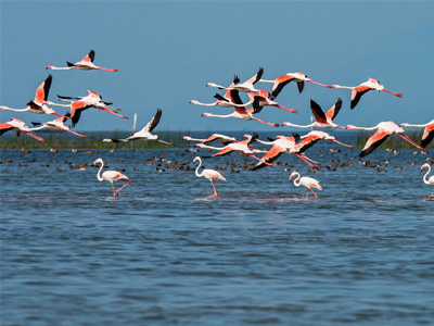 Pilgrim with Chilka Lake of Orissa 04 Nights-05 Days